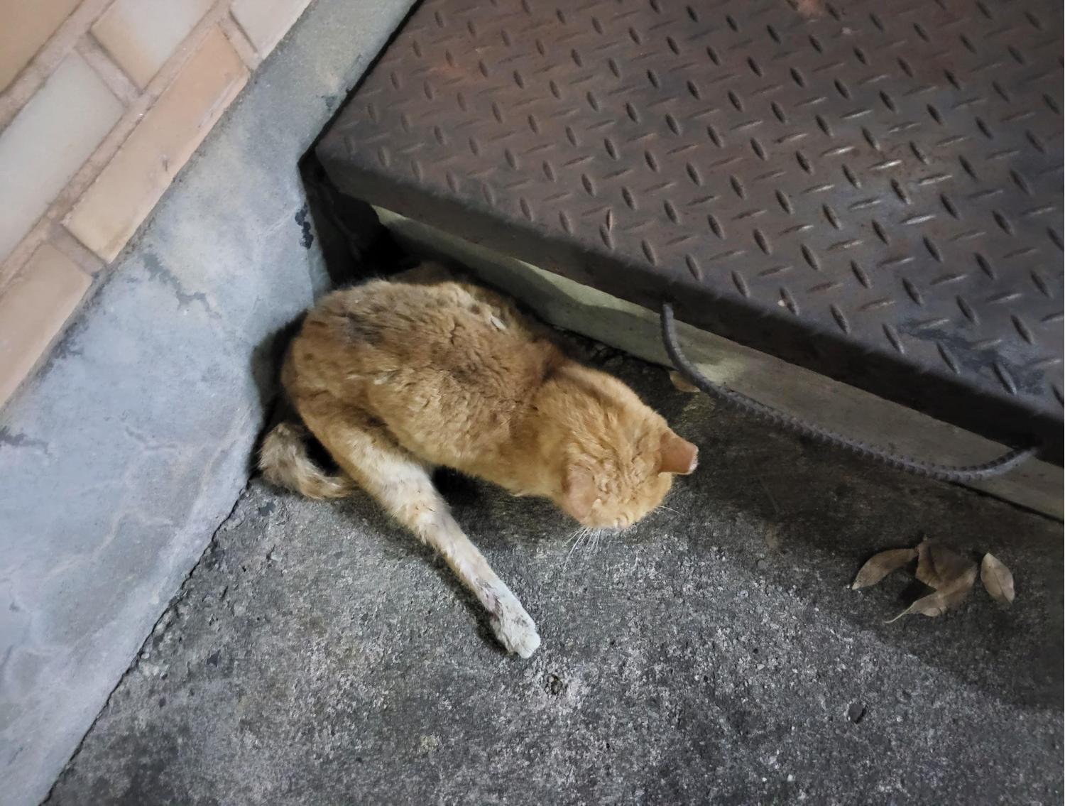 대전동물보호센터_430364202400820